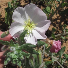 Oenothera engelmannii