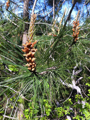 Pinus attenuata
