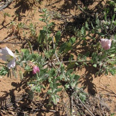 Oenothera engelmannii