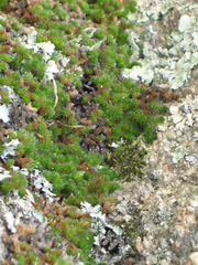 Selaginella sibirica