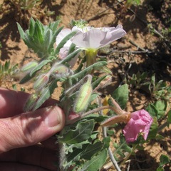Oenothera engelmannii