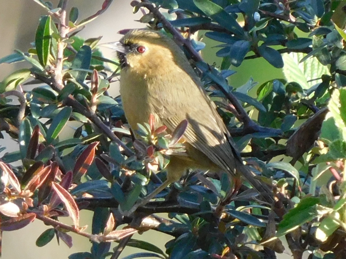 Black-chinned Babbler