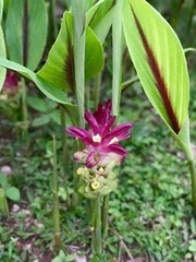 Curcuma