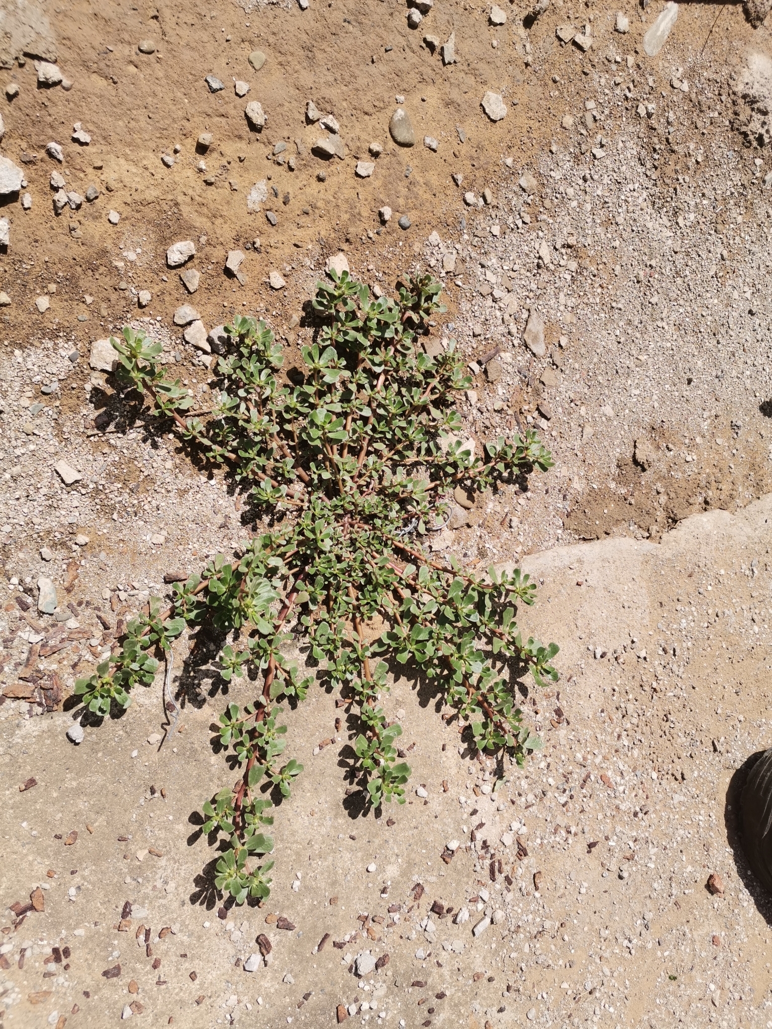 Imagem de Portulaca