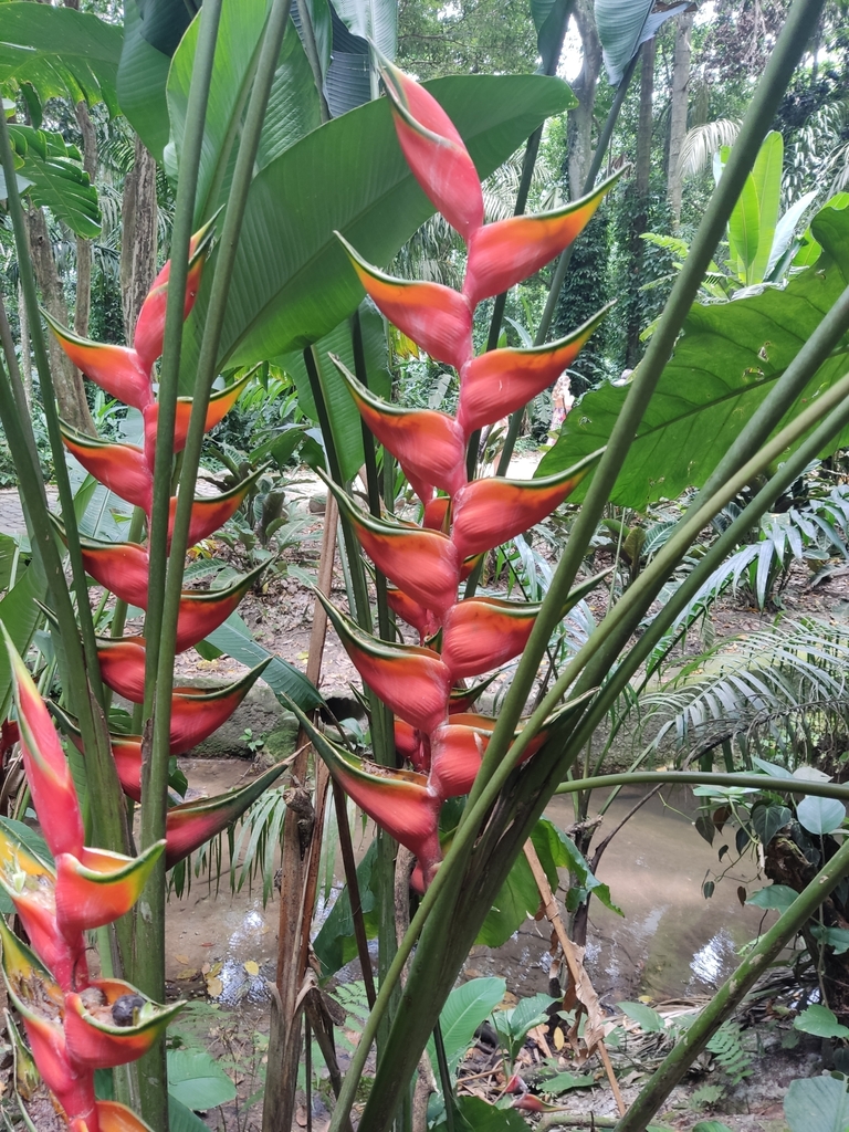 Foto de Bananeira-do-brejo