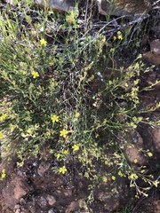 Crocanthemum scoparium
