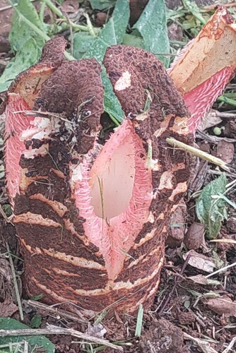 Foto de Flor-cadáver
