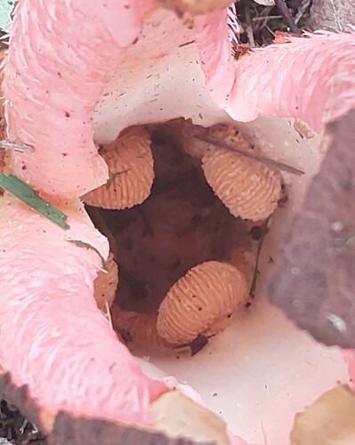Foto de Flor-cadáver