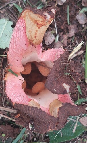 Foto de Flor-cadáver