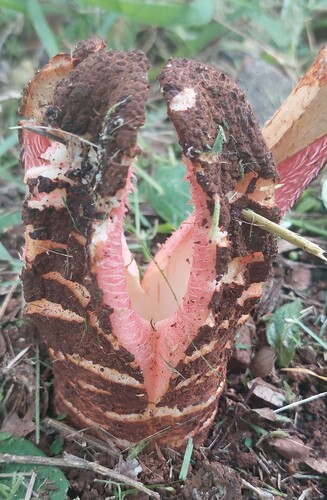 Foto de Flor-cadáver