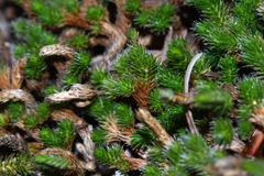 Selaginella sibirica