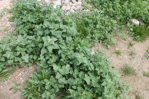 Tatrian Saltbush
