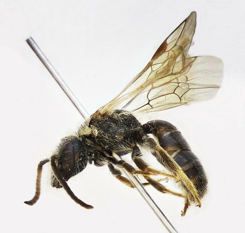Lasioglossum medinai