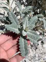 Mentzelia leucophylla
