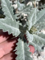 Mentzelia leucophylla