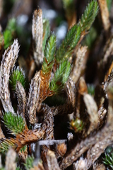 Selaginella sibirica
