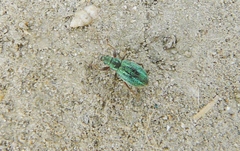 Polydrusus pulchellus