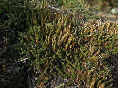 Selaginella sibirica