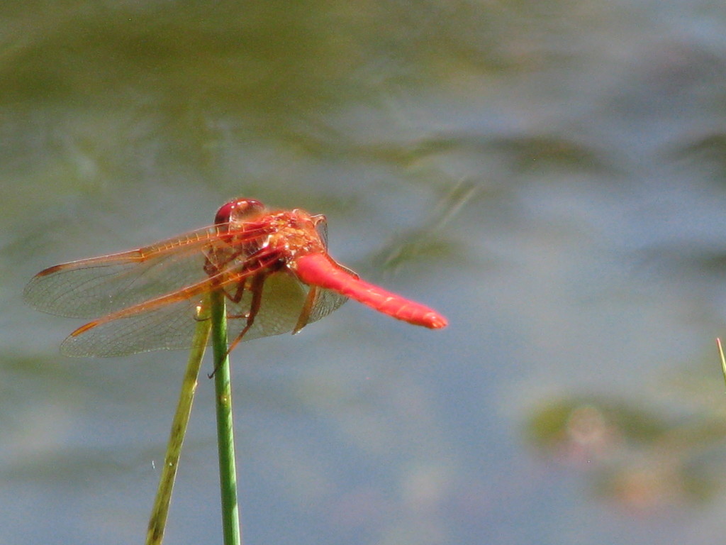 Cardinal Meadowhawk from 7600 Glover Rd, Langley City, BC V2Y 1Y1 ...