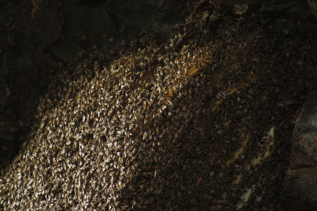 Bees from Agua Blanca, Jutiapa, Guatemala on August 1, 2023 at 04:51 PM ...