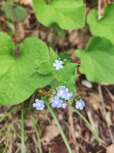 brunera veľkolistá (Brunnera macrophylla)