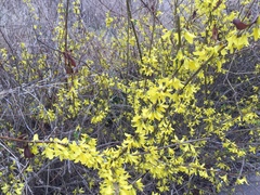 Forsythia koreana