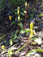 Erythronium helenae