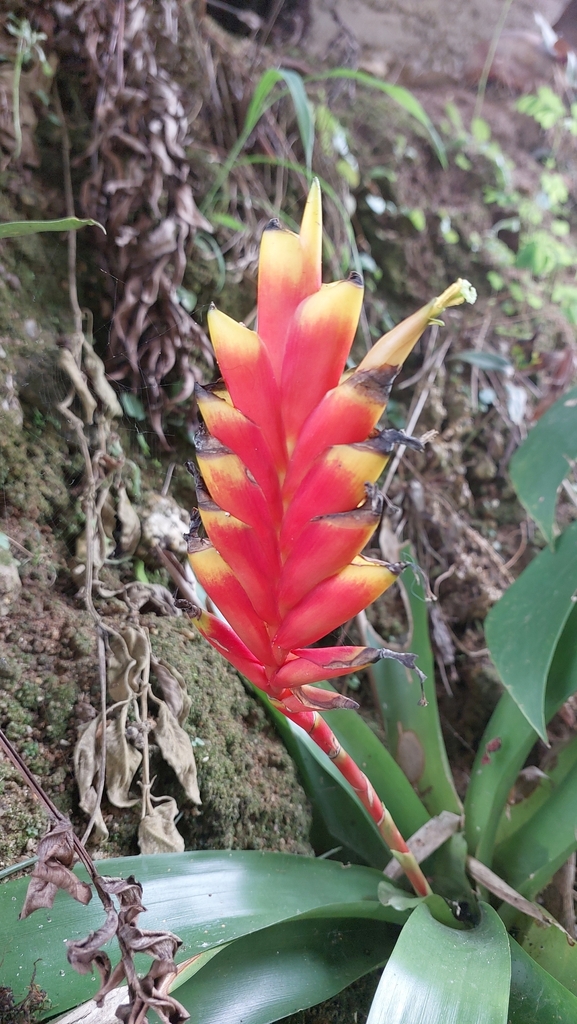 Vriesea fluviatilis