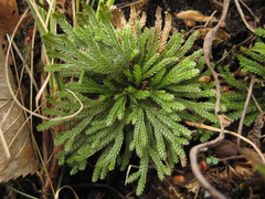 Selaginella tamariscina