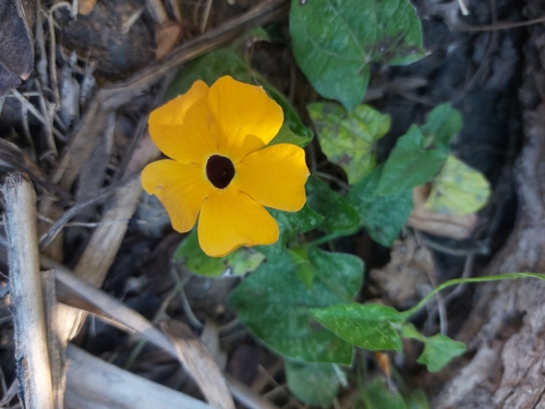 Foto de Maria-sem-vergonha