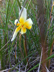 Erythronium helenae