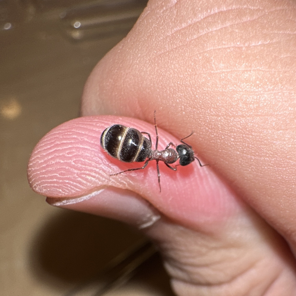 Camponotus interjectus