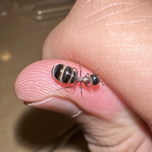 蒿漠弓背蚁Camponotus interjectus