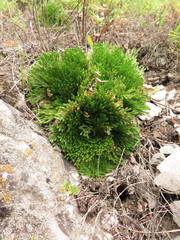 Selaginella tamariscina