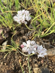 Allium haematochiton