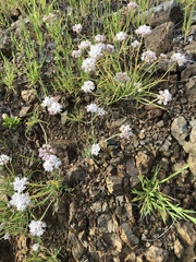 Allium haematochiton