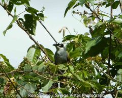 Phaenicophilus palmarum