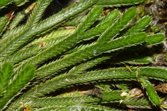 Selaginella tamariscina