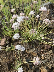 Allium haematochiton