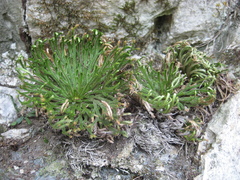 Selaginella tamariscina