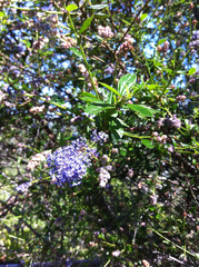 Ceanothus parryi