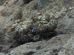 Selaginella tamariscina