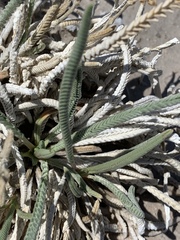 Ivesia kingii eremica