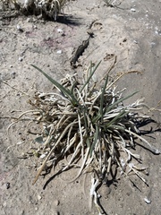Ivesia kingii eremica