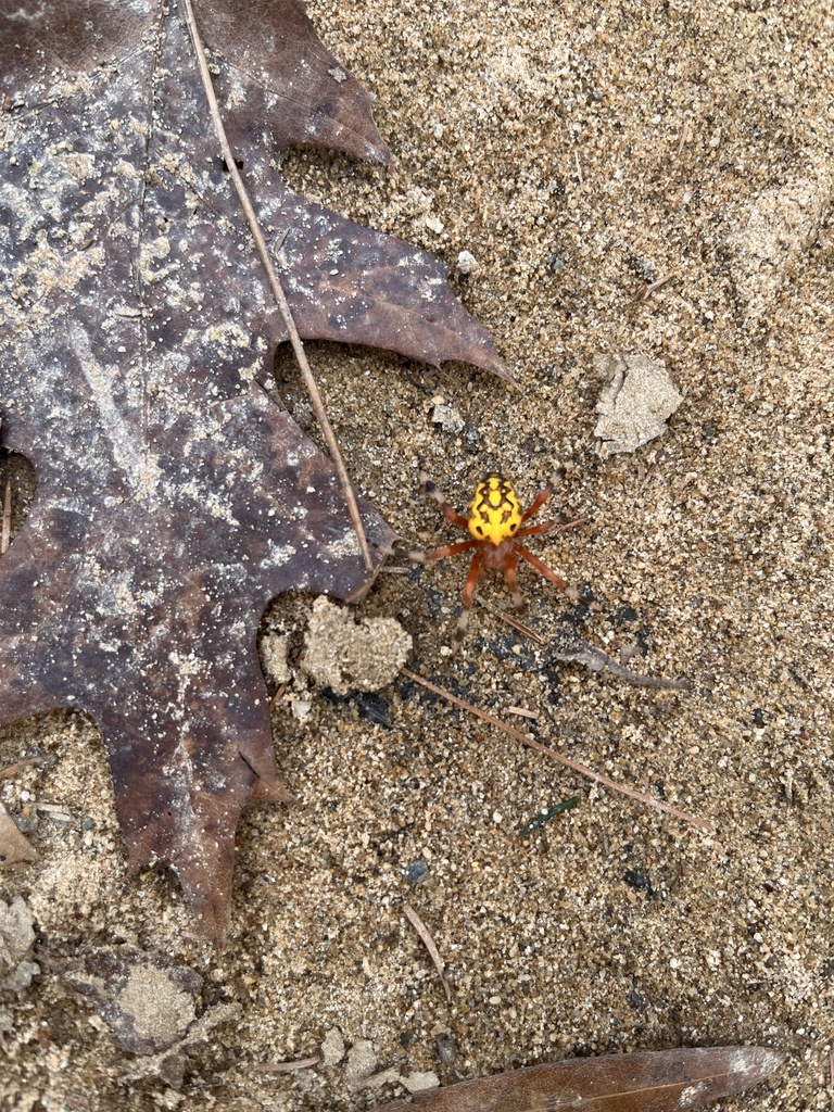 Marbled Orbweaver from Woodacres Local Park, Bethesda, MD, US on