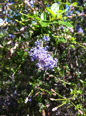 Ceanothus parryi