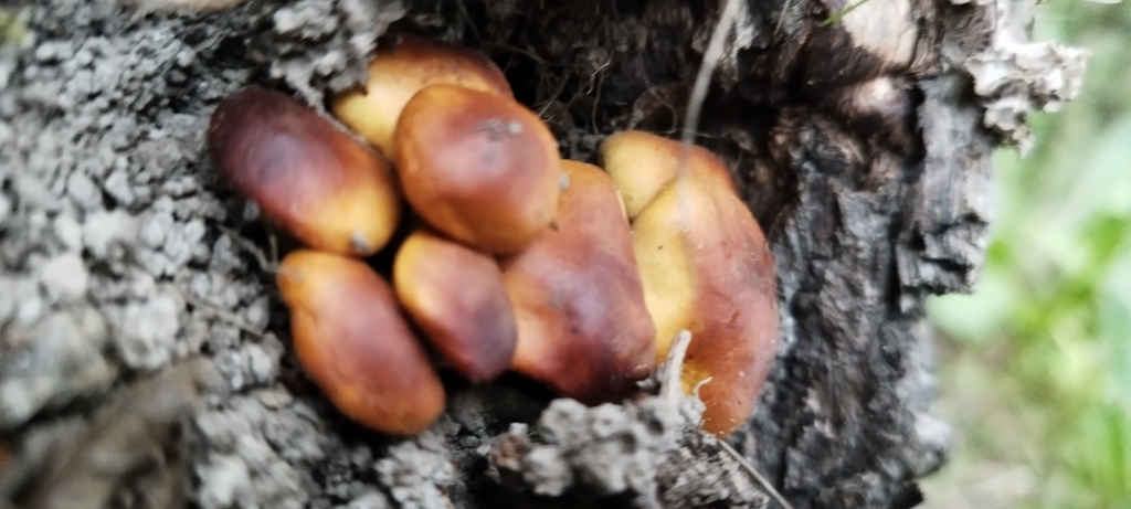 Hypholoma frowardii · January 2024 · photo: © fede_munoz (iNaturalist, cc0)