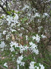 Crataegus aestivalis