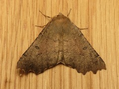 Odontopera bidentata