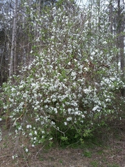 Crataegus aestivalis